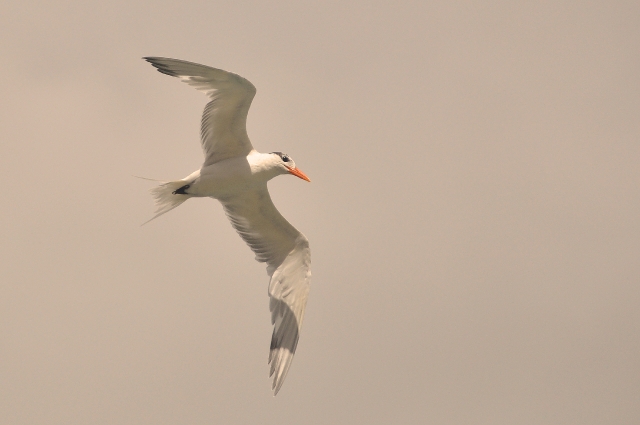 grenada, caribbean, west indie-215.jpg - ROYAL TERN - GRENADA, CARIBBEAN - 2011
